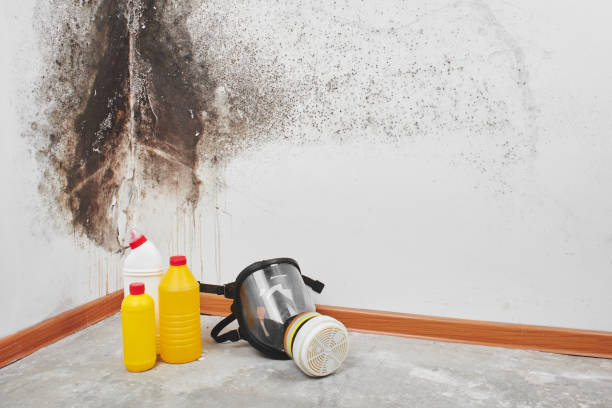 Best Local Mold Removal Service  in Spring Arbor, MI