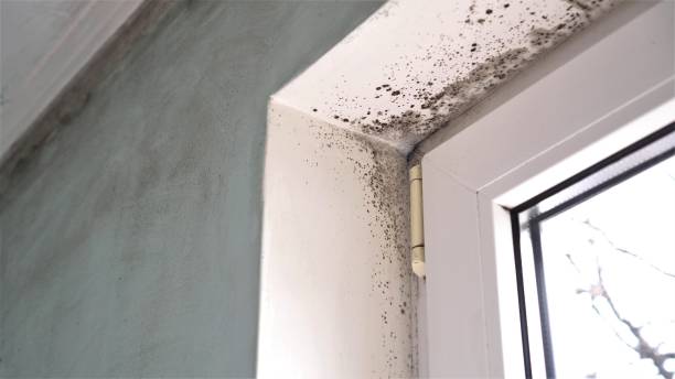 Best Mold Damage Repair  in Spring Arbor, MI