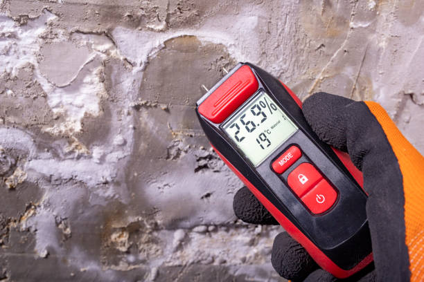 Best Mold Removal Company Near Me  in Spring Arbor, MI