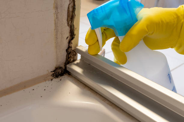 Best Black Mold Removal  in Spring Arbor, MI