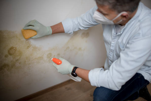 Best Professional Mold Removal  in Spring Arbor, MI