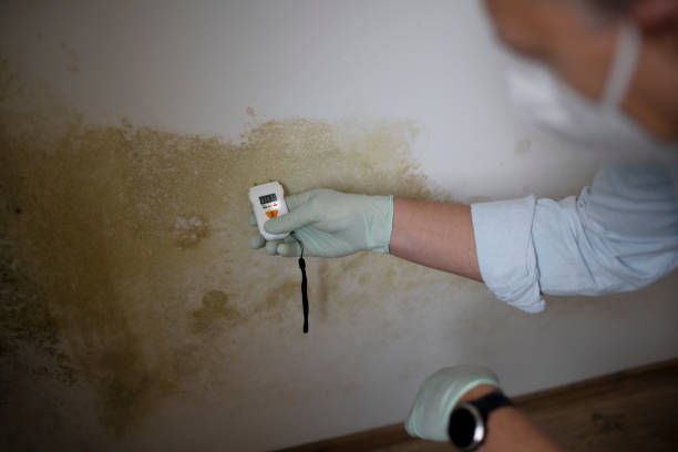 Best Office Mold Removal Services  in Spring Arbor, MI