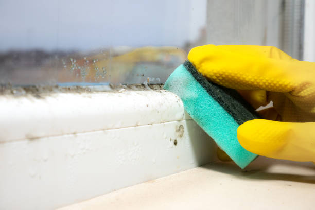 Best Crawl Space Mold Removal  in Spring Arbor, MI