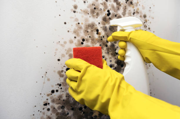 Best Residential Mold Removal  in Spring Arbor, MI