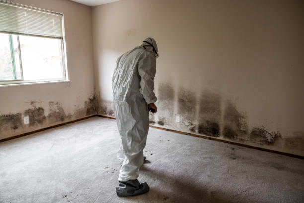 Best Mold Damage Repair  in Spring Arbor, MI