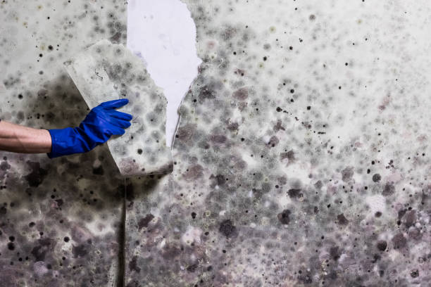 Best Fast Mold Removal  in Spring Arbor, MI