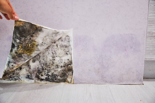 Best Mold Testing  in Spring Arbor, MI